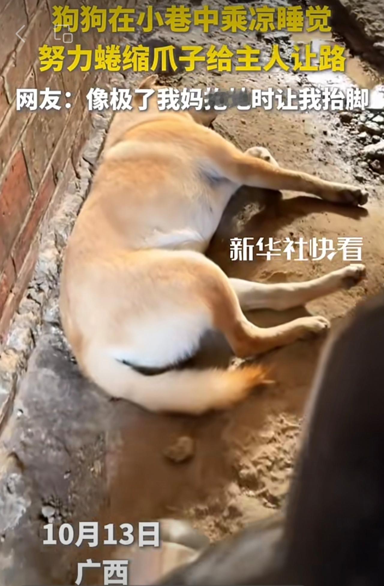 狗狗在小巷中乘凉睡觉，努力蜷缩爪子给主人让路。网友：像极了我妈拖地时让我抬脚[捂