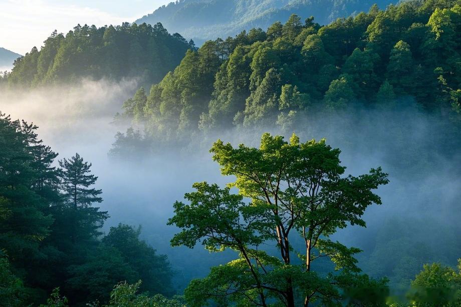 一川山水润神都！洛阳嵩县木札岭堪称中原避暑天花板，山间常年25℃，98.5%