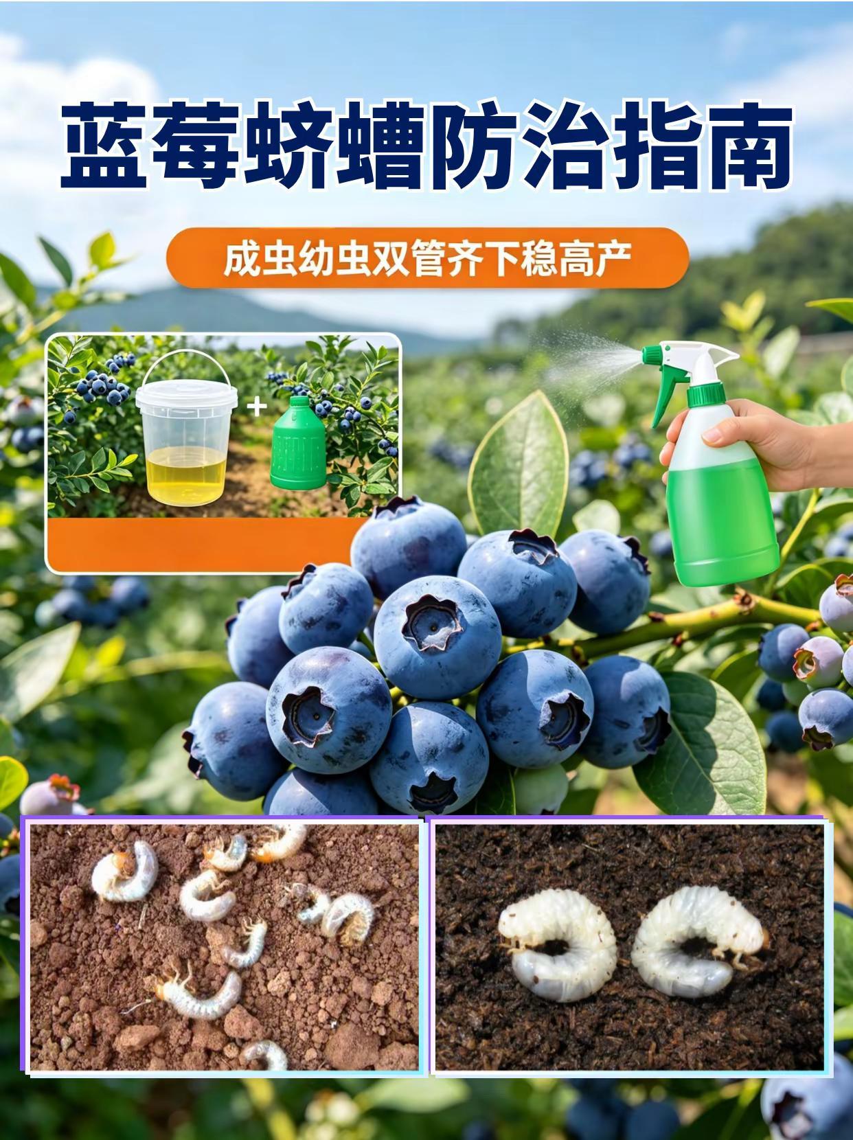 蓝莓蛴螬防治指南，成虫幼虫双管齐下。蓝莓种植蛴螬