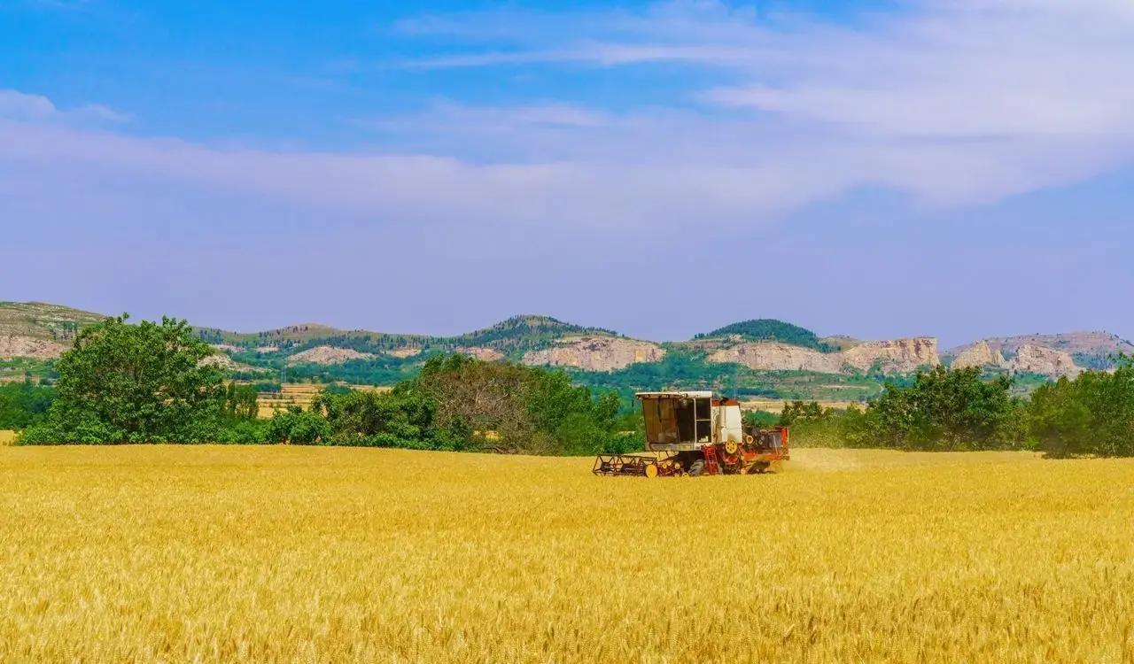 2025年新疆棉花季刚过，大量农户却还在高价租地疯狂种棉花，哪怕明知大概率不赚钱