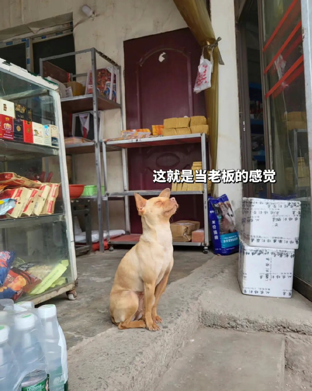 狗狗表示也要自己赚狗粮的，也不容易！