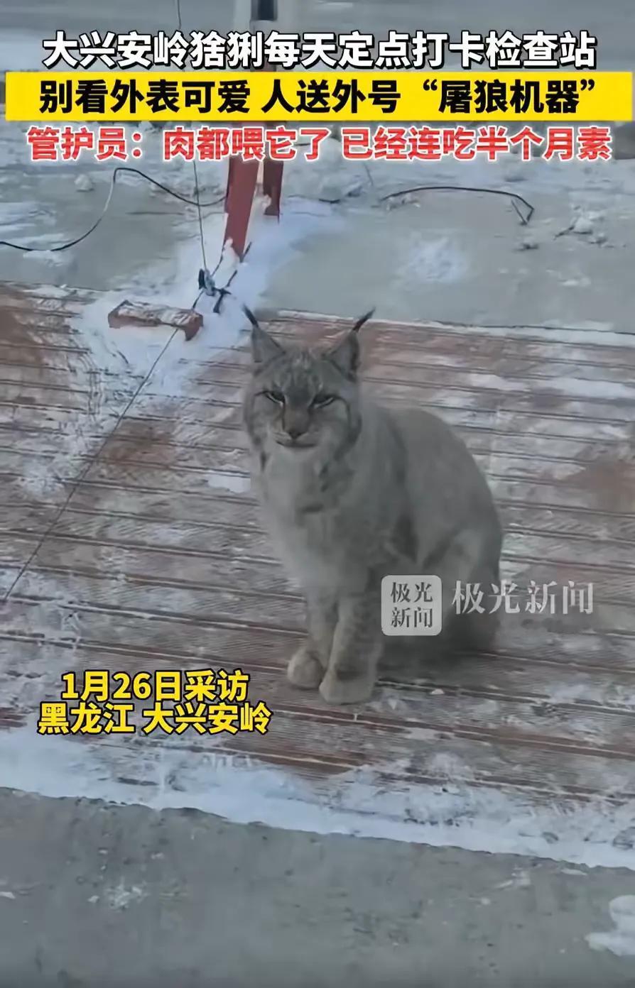 笑不活了！黑龙江大兴安岭，一只猞猁经过检查站时，工作人员看它可怜，就投喂了一块生