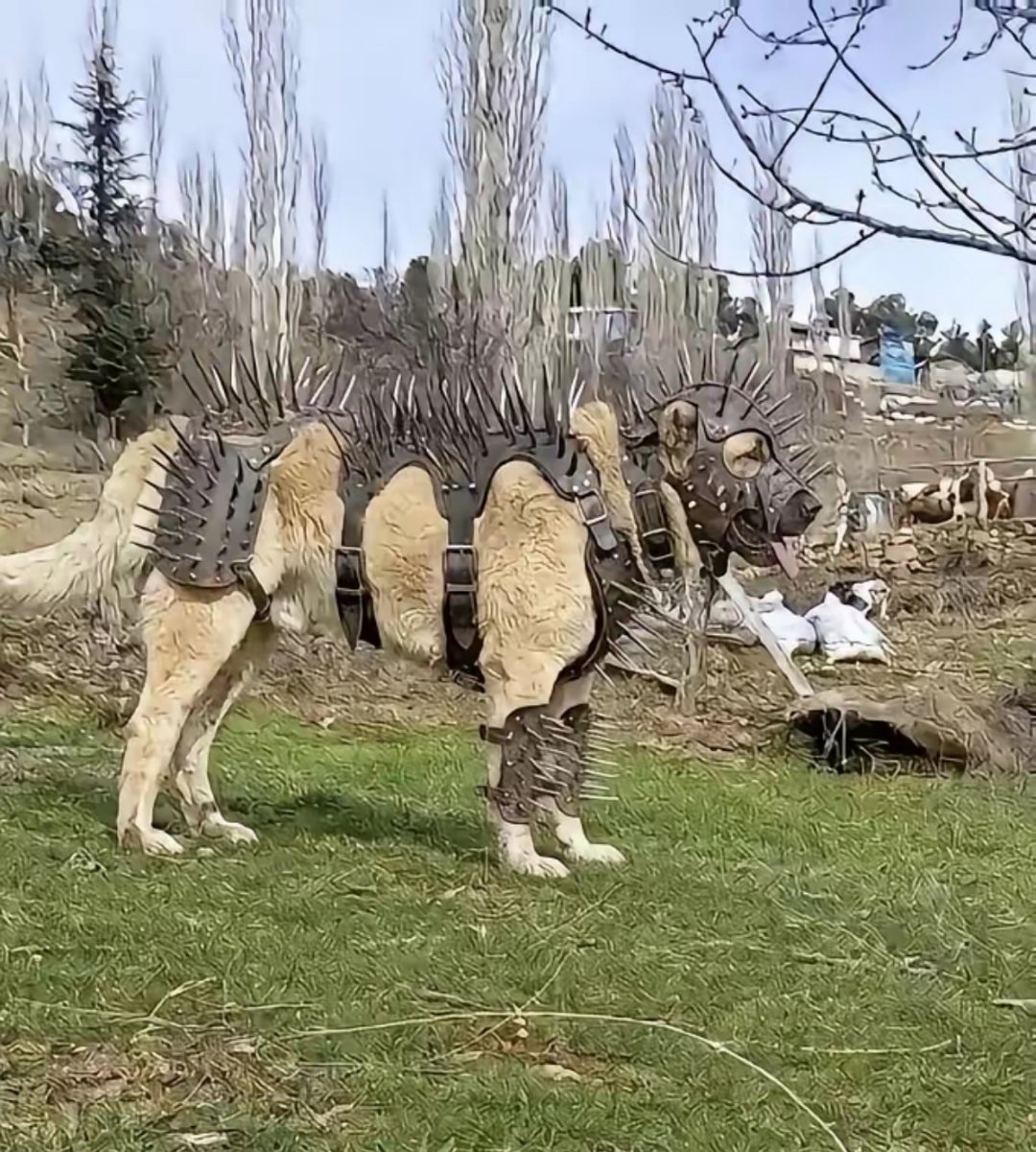 穿上这身装备能干的过老虎吗