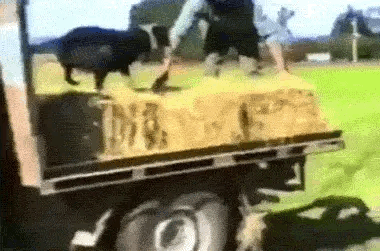 狗子:我为这个家付出太多了