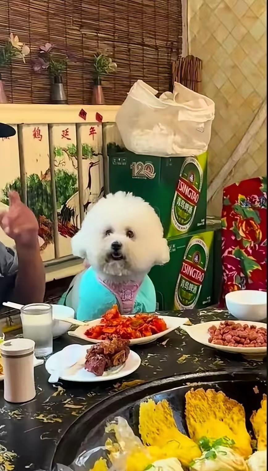 小狗上桌陪客人吃饭！假如你是来赴宴的，见此情景，是扭头就走？还是迁就着吃？这是