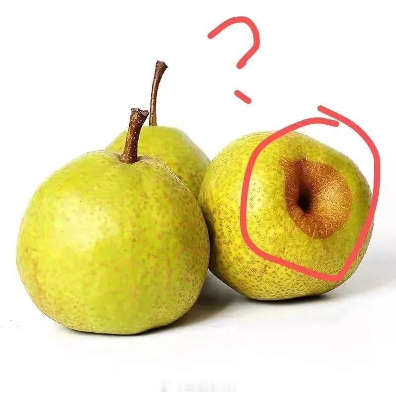 莱阳梨底部为什么有褐色疤痕？莱阳梨底部特有的褐色疤痕，源自幼果期的一项特殊处理—