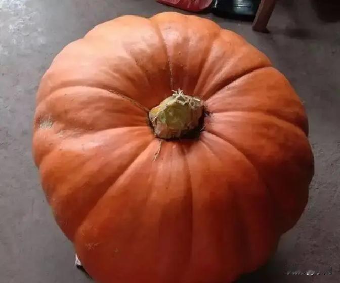 三姨听说我要补三万彩礼，转身从后院搬来一颗二十斤的大南瓜塞我电动车筐，说南瓜压惊