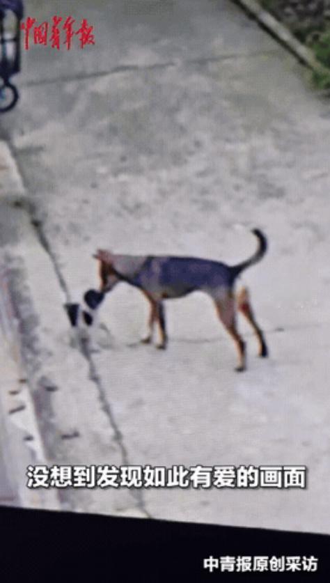 太有灵性了！江苏无锡一女子下雨天捡回家一只狗，结果第二天狗丢了，她还以为有人偷狗