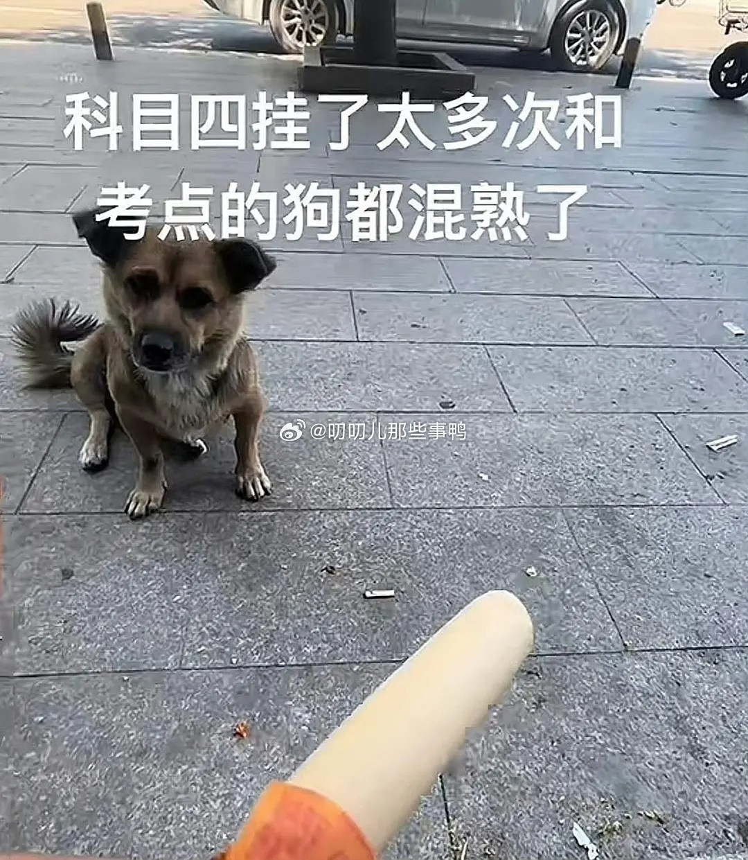 科目四考太多次成为狗狗帮帮主~🤣🤣​​​