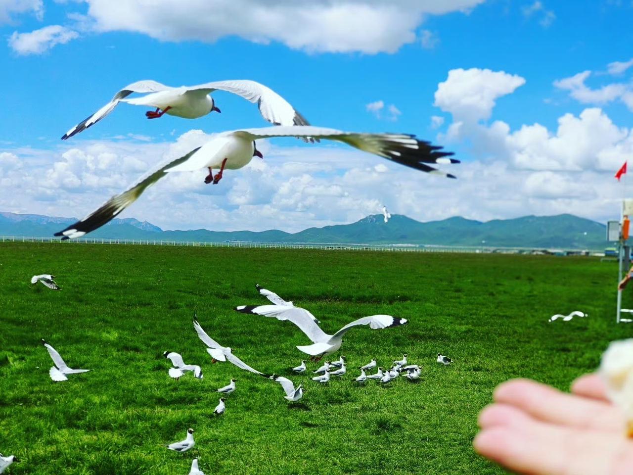 【若尔盖花湖｜一场治愈系的高原漫步】如果你厌倦了人挤人的景点，又渴望真正的