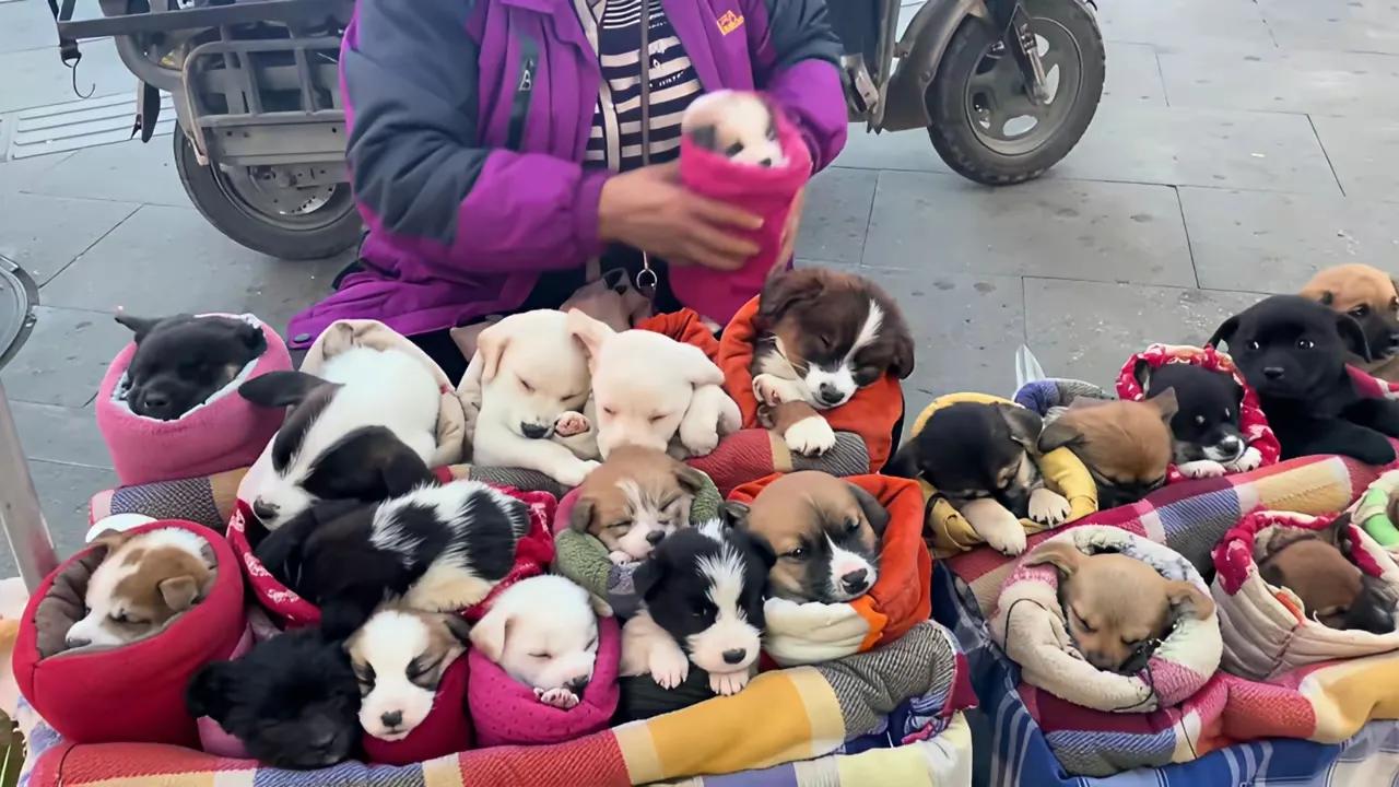 今天刷的爱狗人士把这些小狗伺候的舒舒服服，在她手里的小狗有福了。