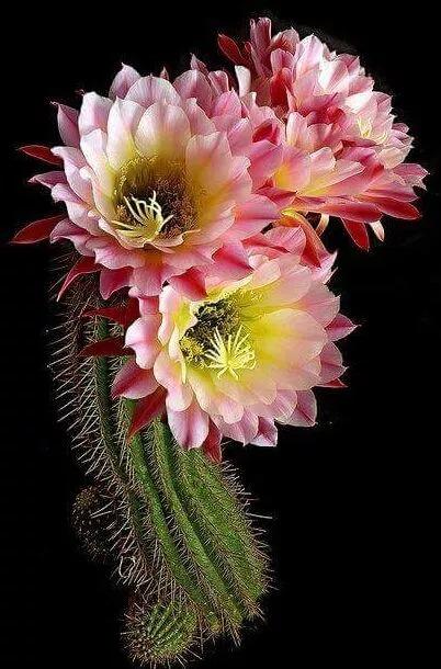 仙人球花的形态极具反差感。花朵通常从球体顶部或侧面的刺座中萌发，花茎细长，有的直