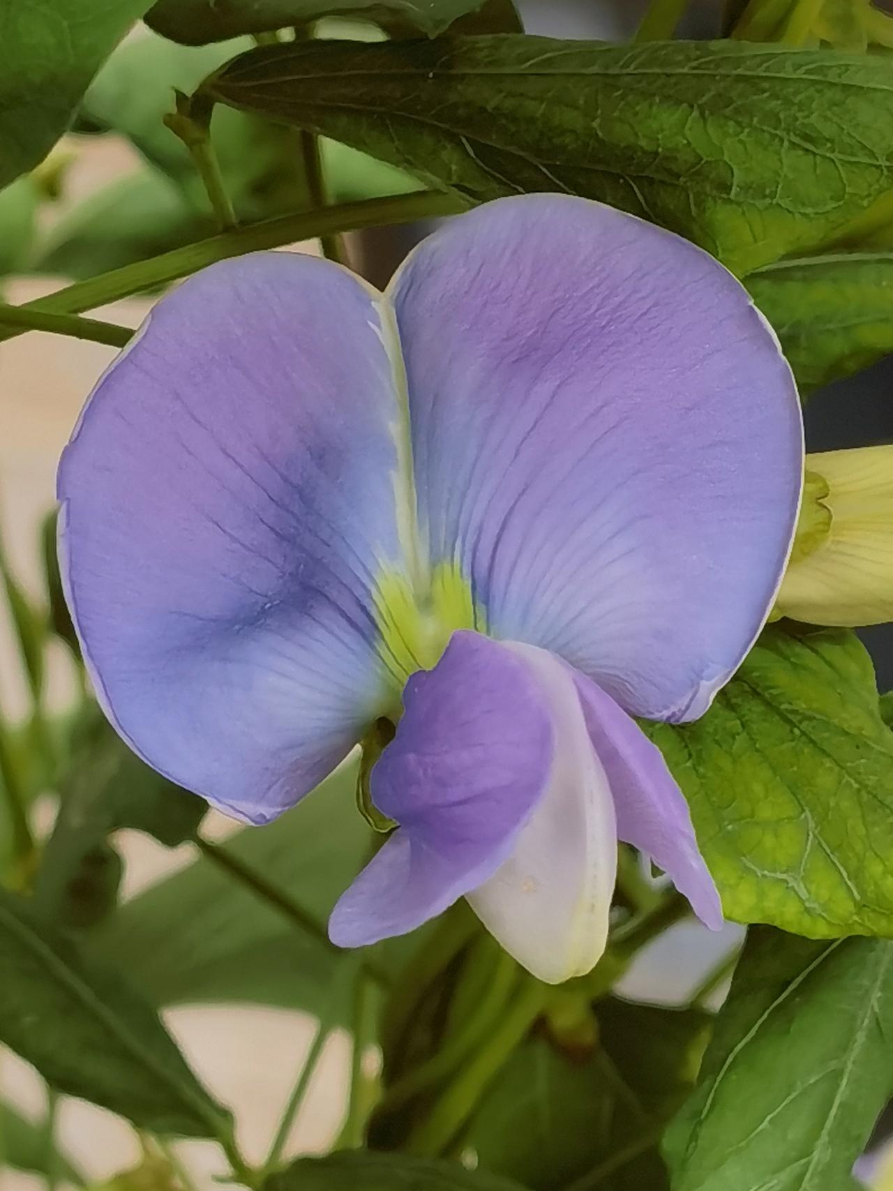 四棱豆，可赏花品豆的奇趣豆角。它的花朵是标准蝶形花，花色优雅柔和。盛开时花瓣主