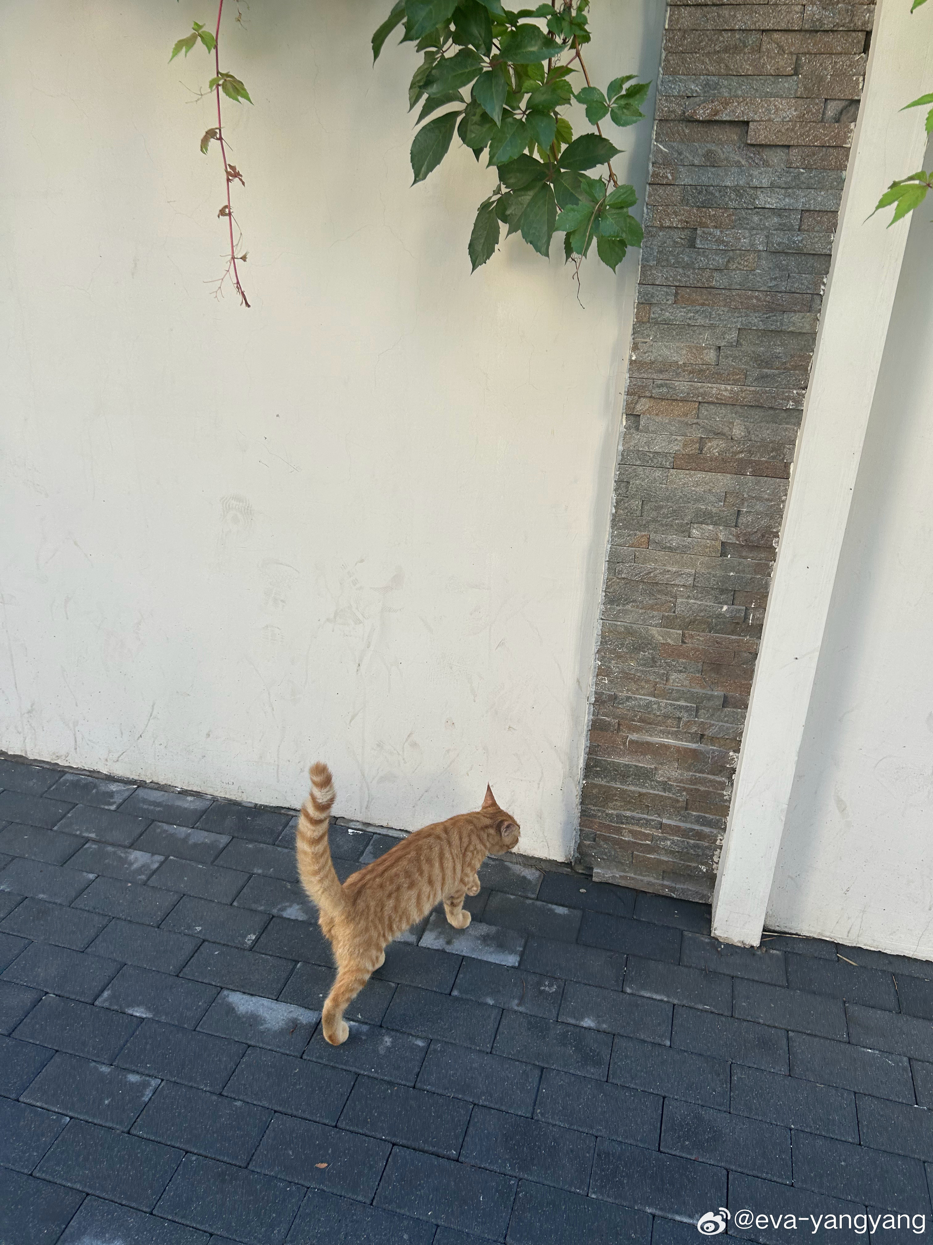 一大早就在我的车旁边躺着的小橘猫，看我过来就蹭着身边绕好几圈，实在是上班要迟到，