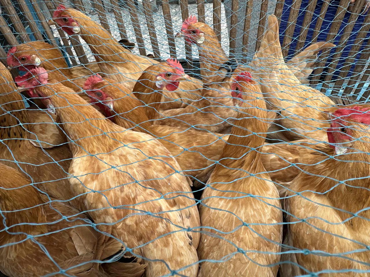 今日立冬，您吃鸡了吗？“立冬吃只鸡，一冬不怕冻。”我们这边的立冬习俗这样的说