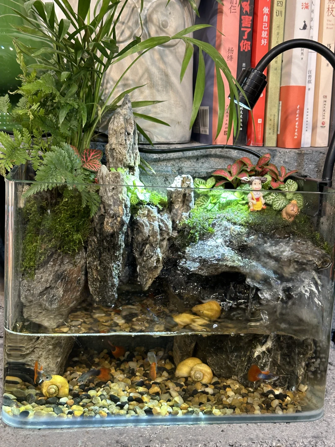 缸里的大自然🐟