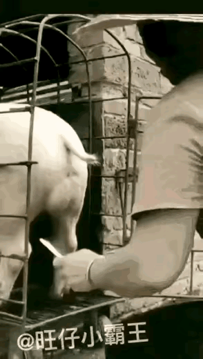 手起刀落妹子是个狠人[笑着哭]