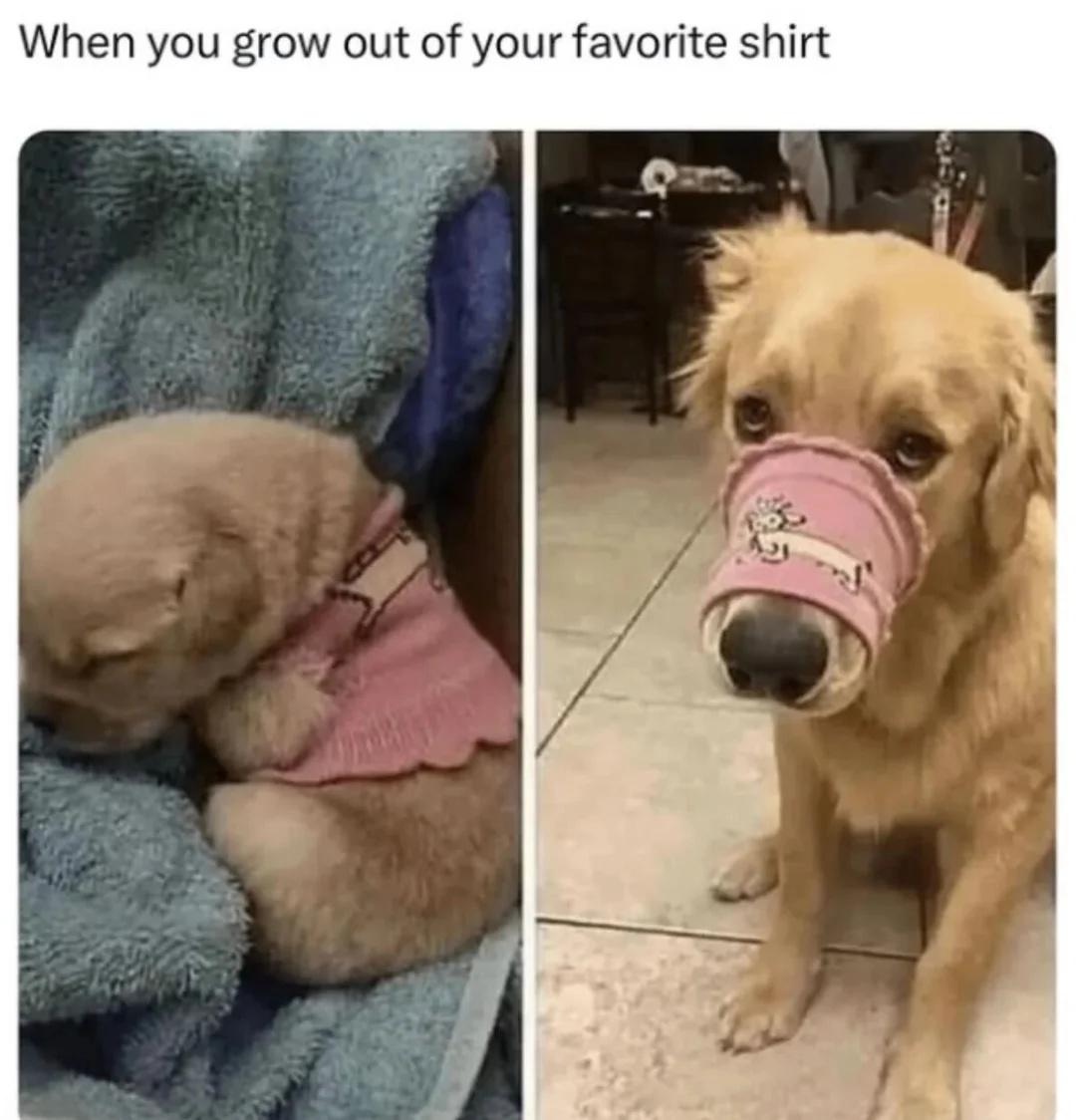 memes今日memes梗图狗狗日记只能说是一模一样狗狗教meme图