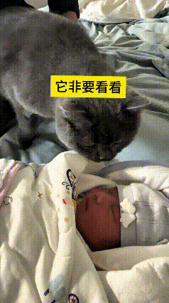 这视频我反反复复看了好几遍，心里暖乎乎的。家里刚出生的小宝贝躺在床上，家里的蓝猫