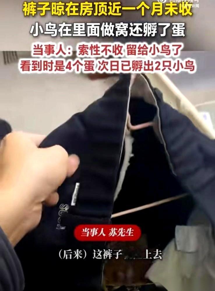 把裤子晾房顶一个月忘了收，上去一看，好家伙，直接给我干成产房了。鸟窝筑得那叫一