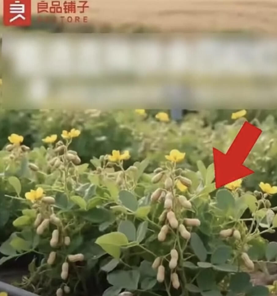 良品铺子这也是吃了都是城里人的亏，“四粒红花生”的电商宣传海报里，花生居然挂在树