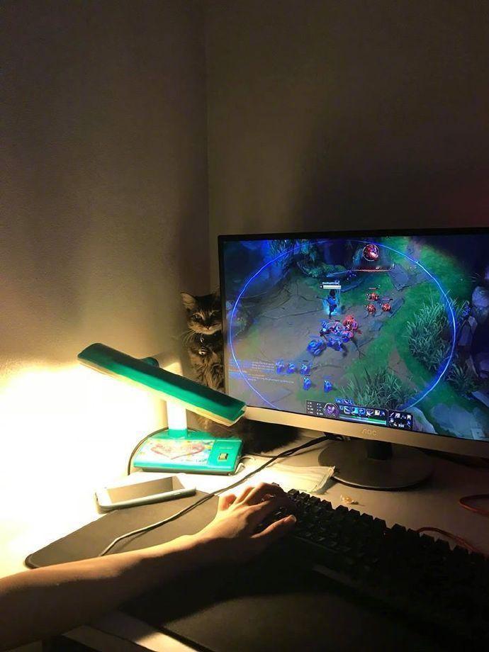 主人说自己玩游戏的时候受到了严重干扰