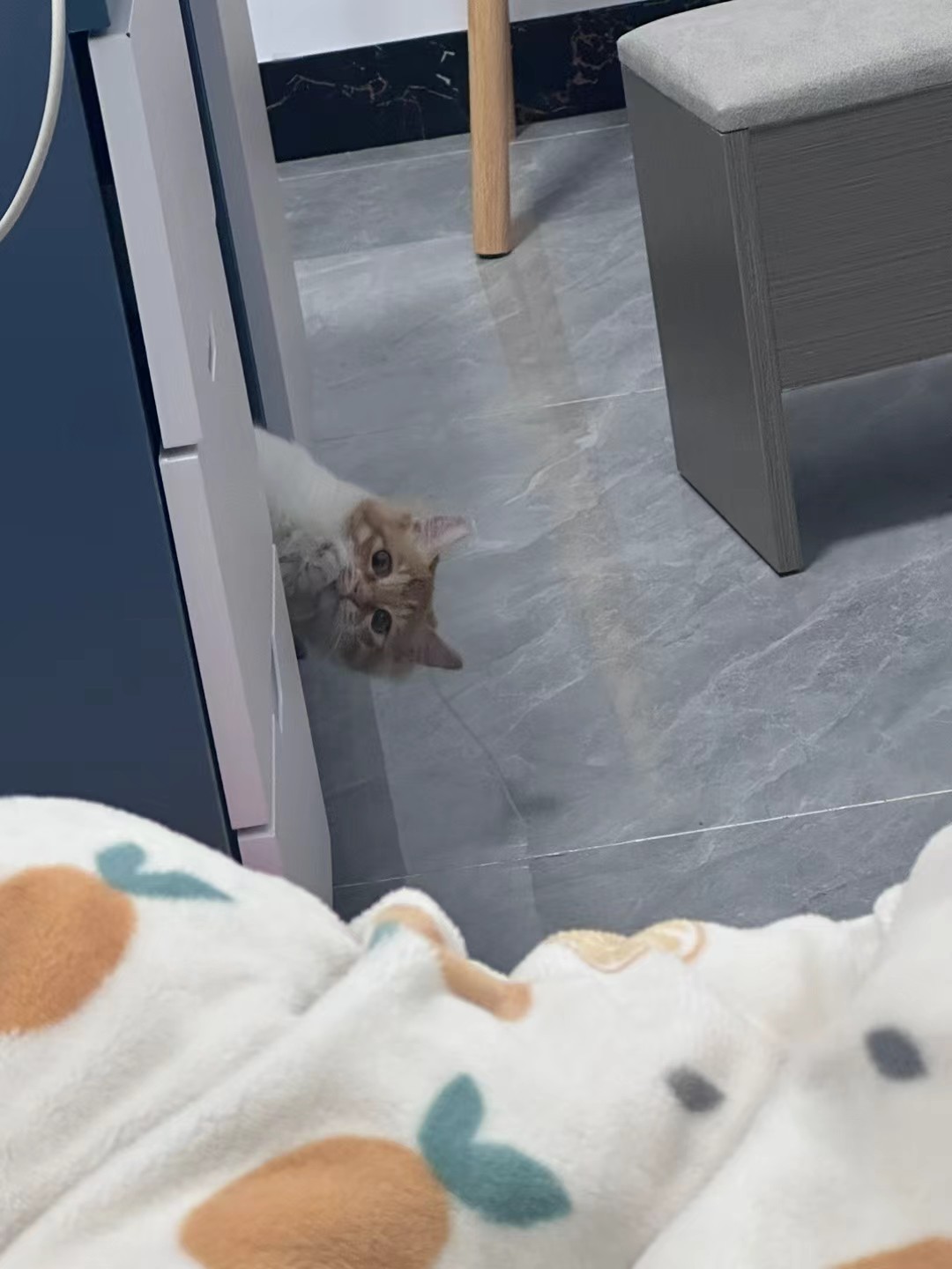 小猫咪【偷窥版】​​​