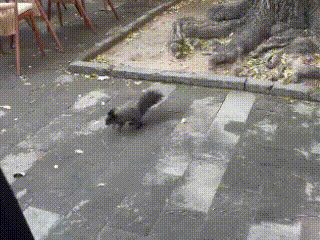 “这是要了大爷的老命呀！”北京，大爷拿着盘了三十年的文玩核桃，想逗逗公园的松鼠