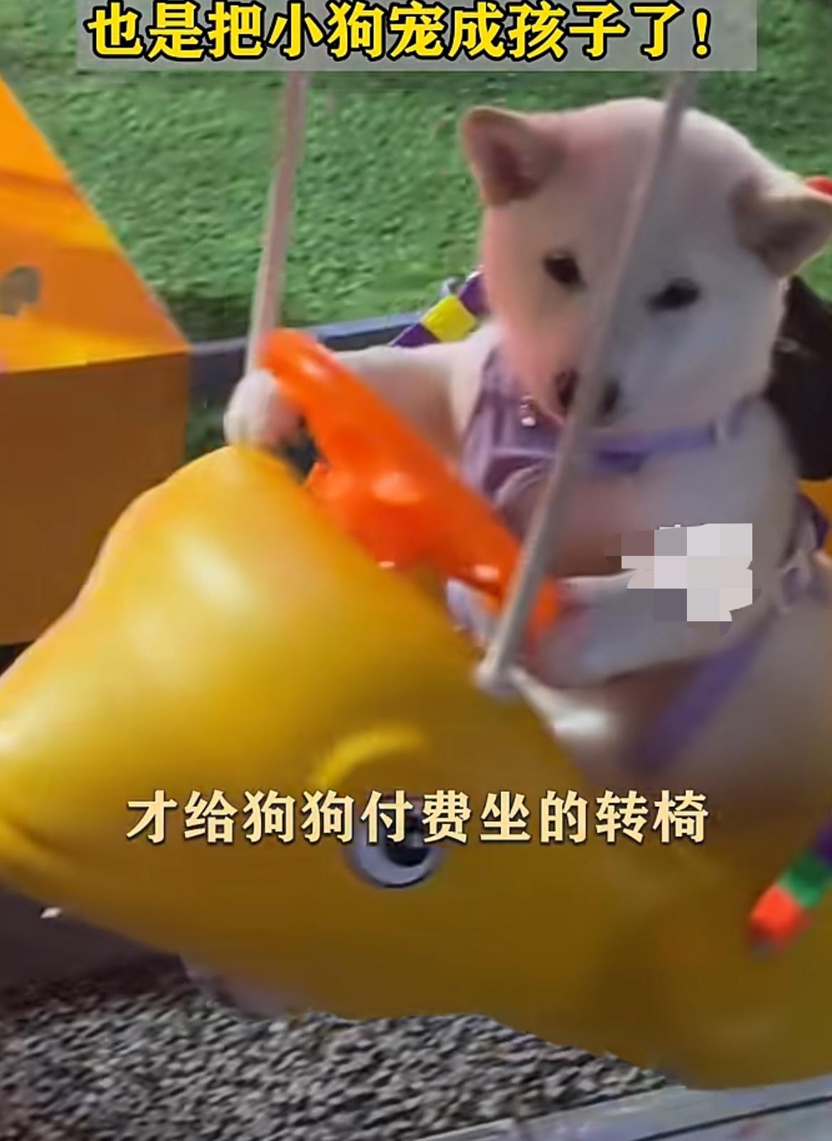 贵州，一女子深夜带自己的宠物狗外出散步，经过夜市小摊时，她被其中一项儿童游乐项目