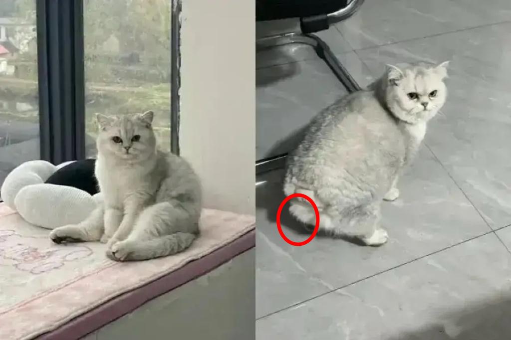 一只流浪猫只是想吃口鱼，却差点丢了性命。就为了一口小鱼，摊主直接挥刀砍断了它