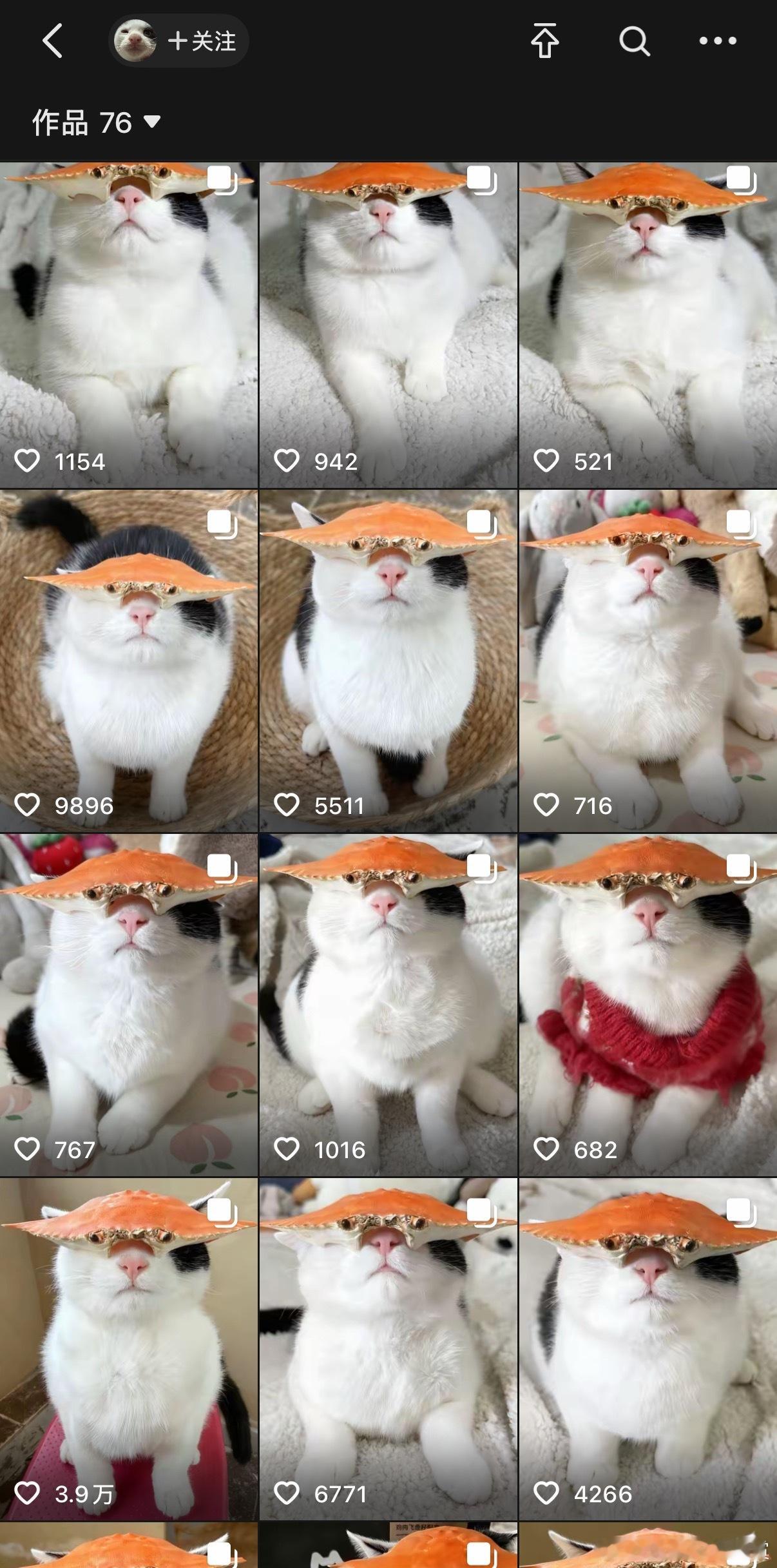 小猫忍你很久了！