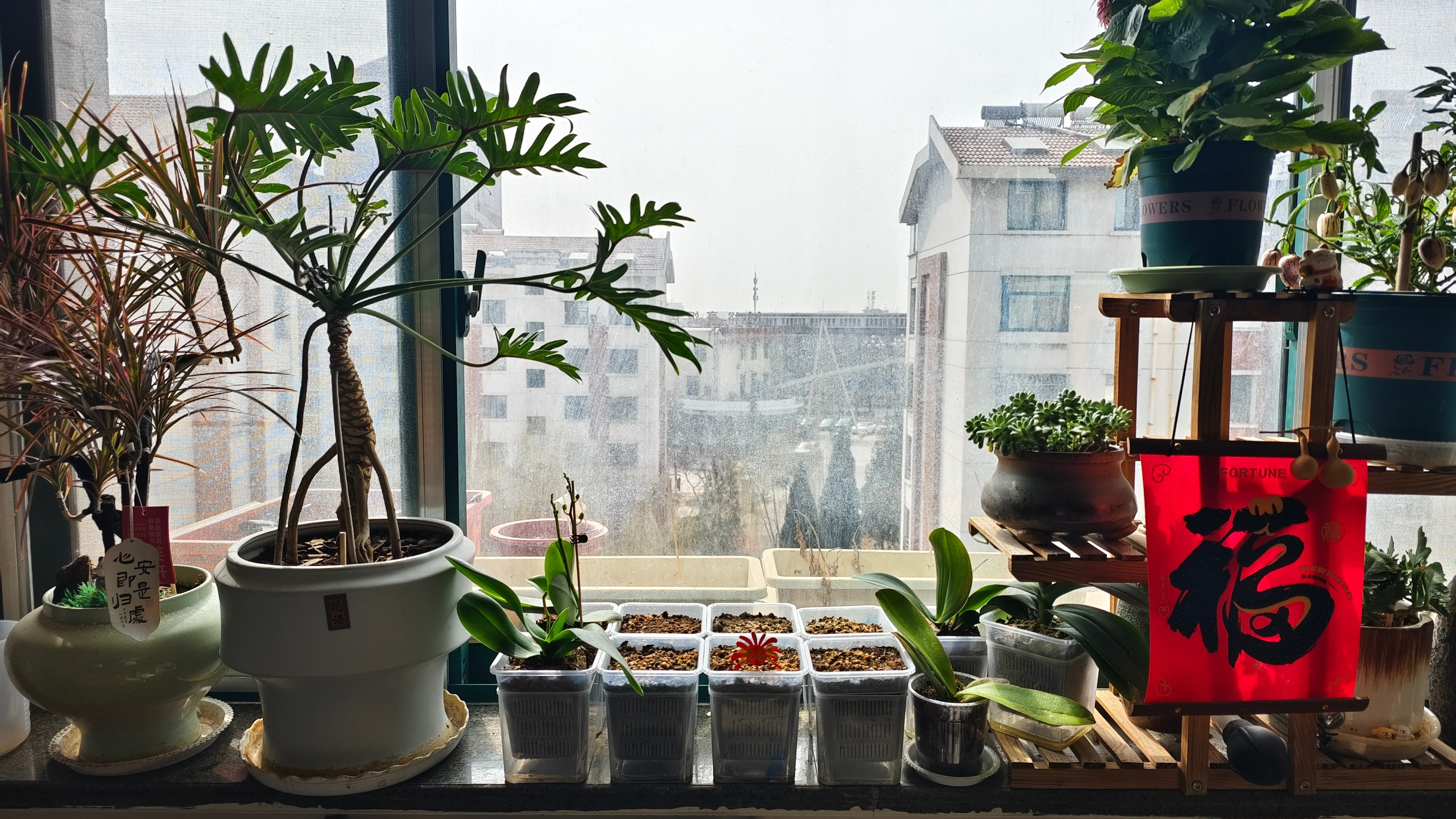 植树节春天来了，又到了…🌱把冬天被我养死的植物，买些新的重新栽起来的时候了…