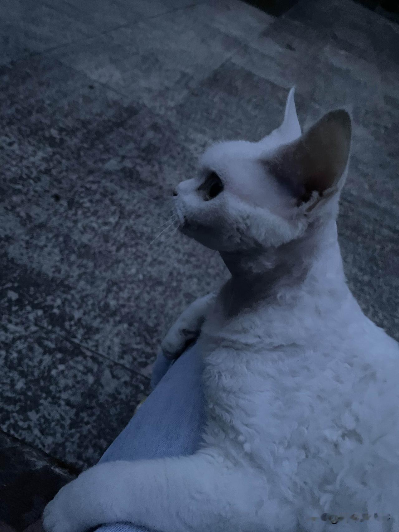 这是昨天黄昏时拍的，小猫咪在外面，睡卧在我腿上，好奇宝宝一个。