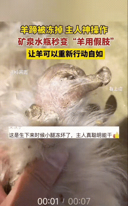 谁看了不说一句西藏这只小羊是天选幸运儿！刚出生就被雪域寒风冻