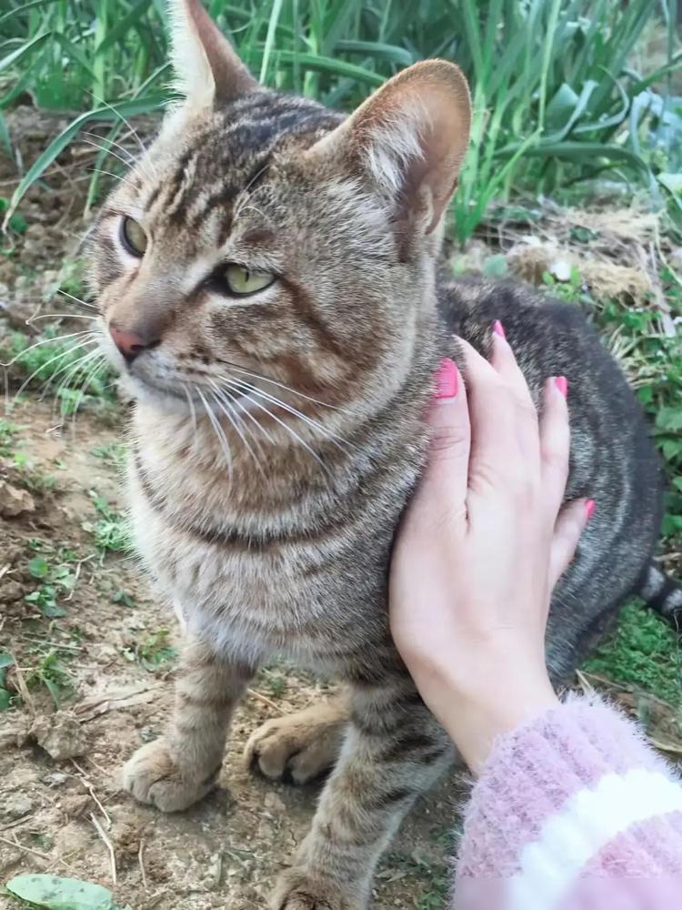 因为感情问题，铲屎官把她前男友送的狸花猫，送到了乡下的亲戚家我养了快十年猫，