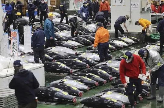 日本人水产不自己吃，为什么一定卖中国？11月5日，日本才有6吨扇贝出口中国，