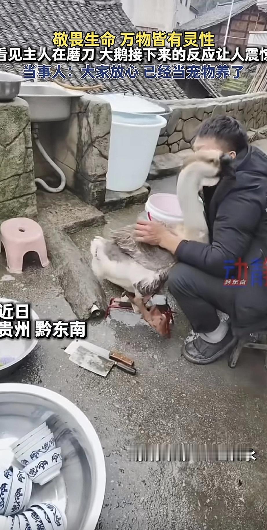 贵州黔东南的一位网友分享了一段视频。主人在院子里磨刀，旁边的大鹅看到后，反应让所