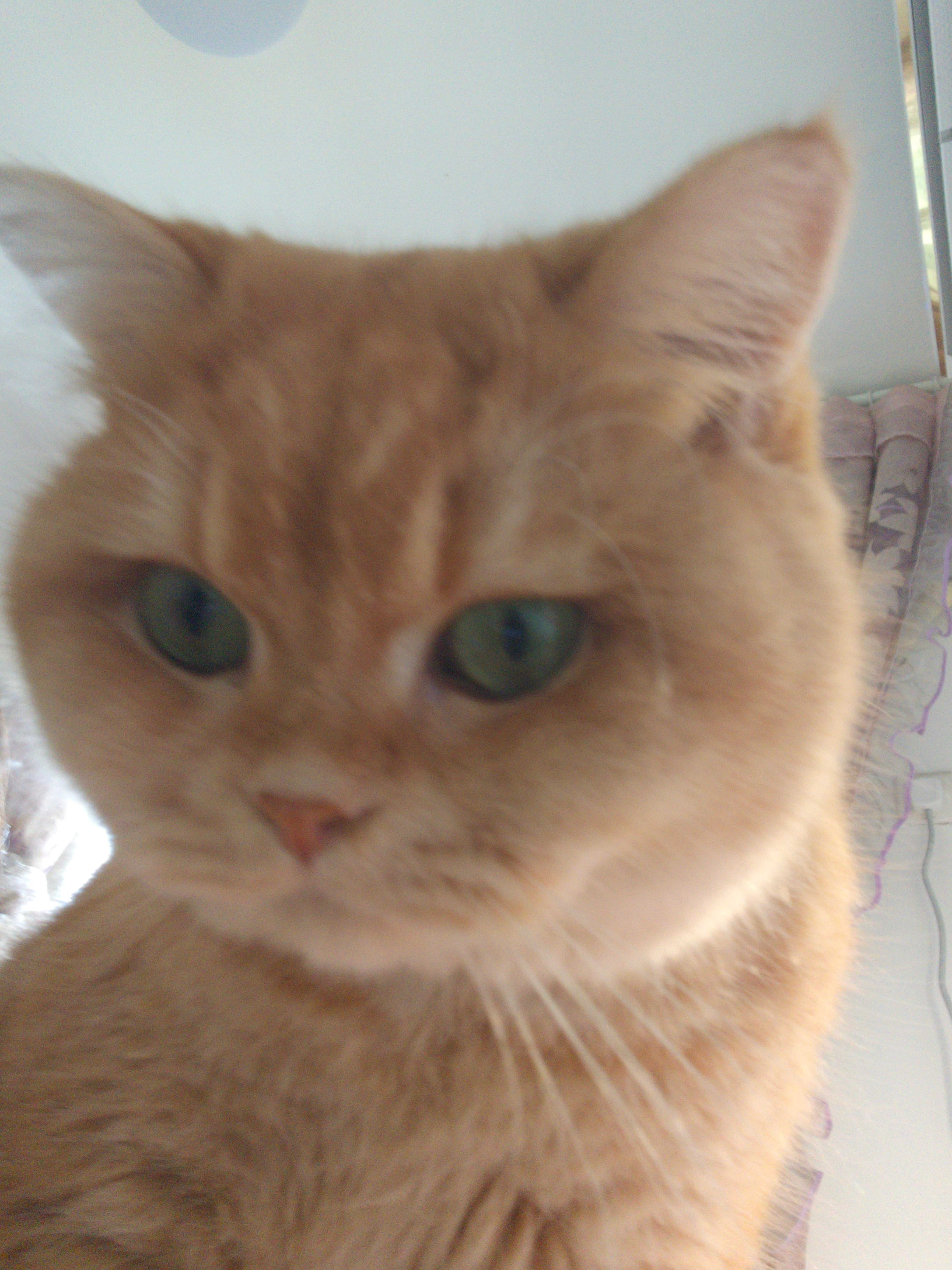 自信小猫咪自信自拍​​​