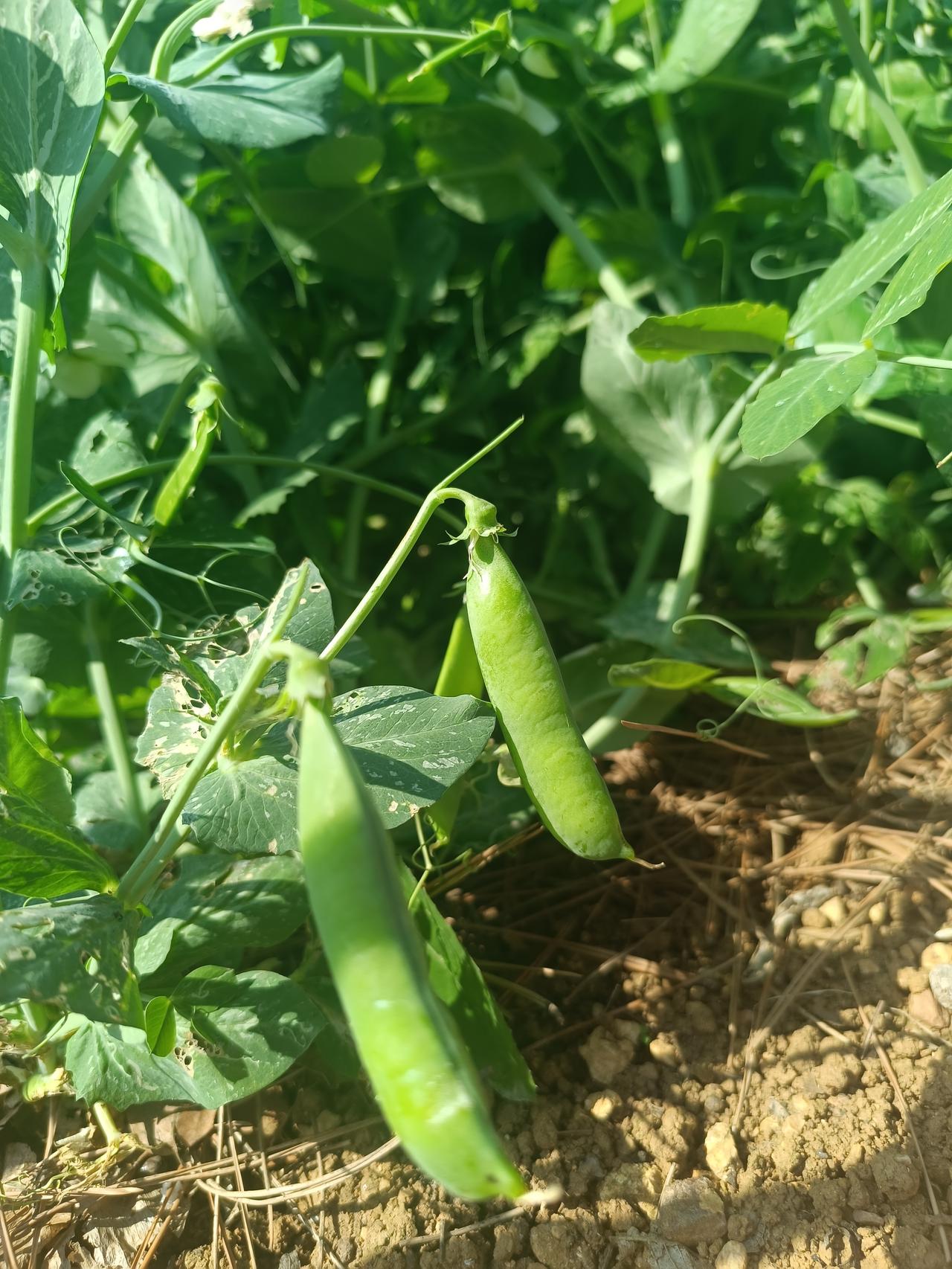 人到晚年，最聪明的活法一、人要慢起来，吃饭要慢，走路要慢，不急不躁，慢慢来。