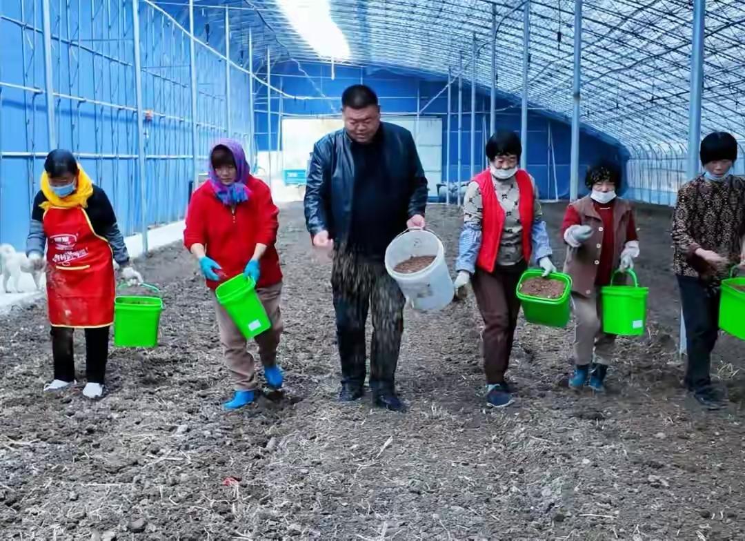 青岛莱西惊现“黄金菇”！120元一斤供不应求，农民大棚里刨出千万财富，背后藏着一