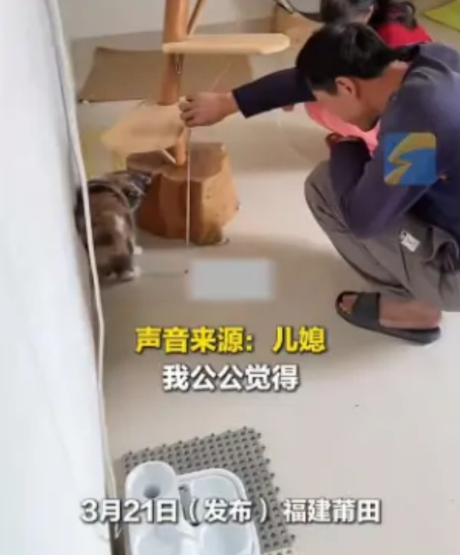 福建莆田，女子结婚时带来自己养了6年的小猫“陪嫁”，公公看猫咪成天躺在地上，认为
