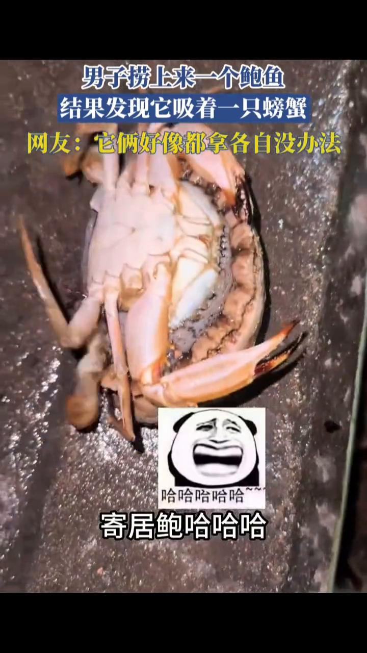 男子捞上来一个鲍鱼，结果发现它吸着一只螃蟹。网友：它俩好像都拿各自没办法。12