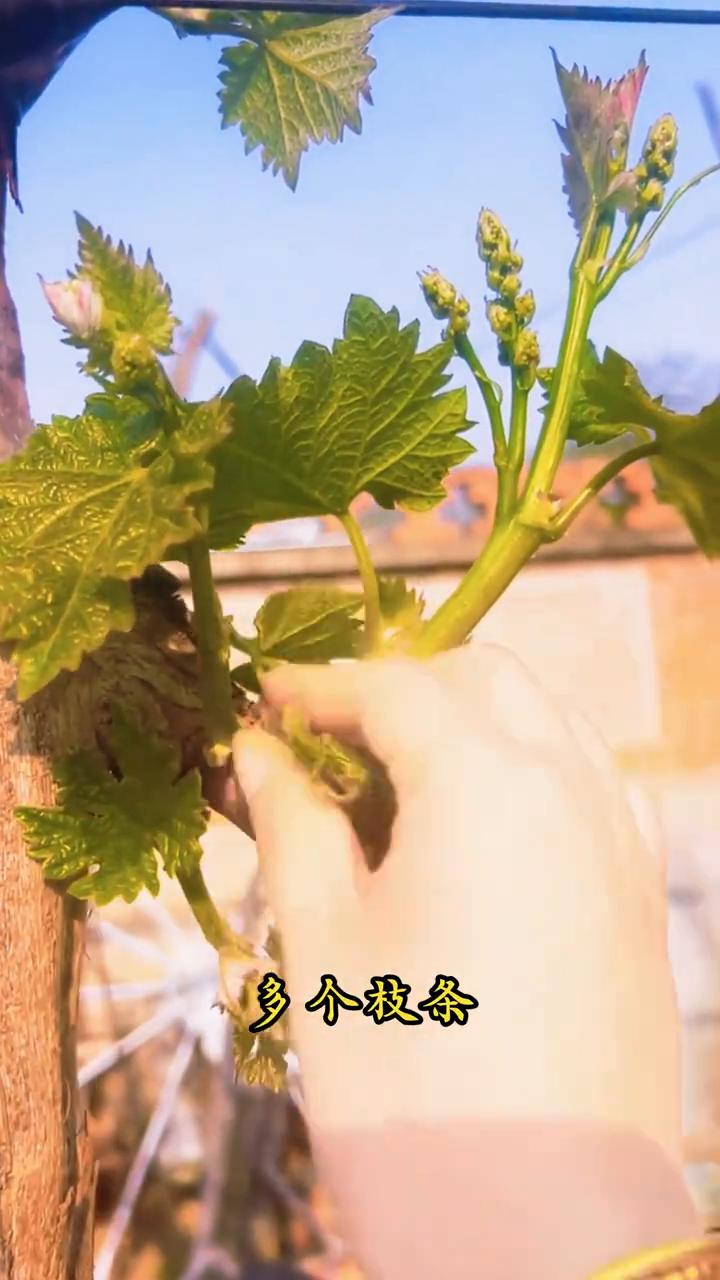 葡萄如何管理枝条？·像这种一起长出来的多个枝条，给它抹掉，最弱小的留一个就行。