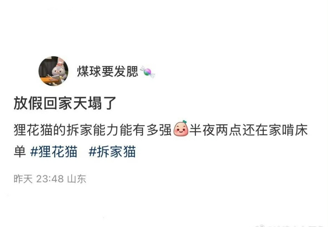 狸花猫的拆家能力可以有多强?[捂脸哭]假日先疯派春日放个疯​​​