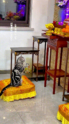 家人们谁懂啊！我家猫天天霸占佛前蒲团，俩小爪子抬得笔直，跟个小信徒似的认认真真拜