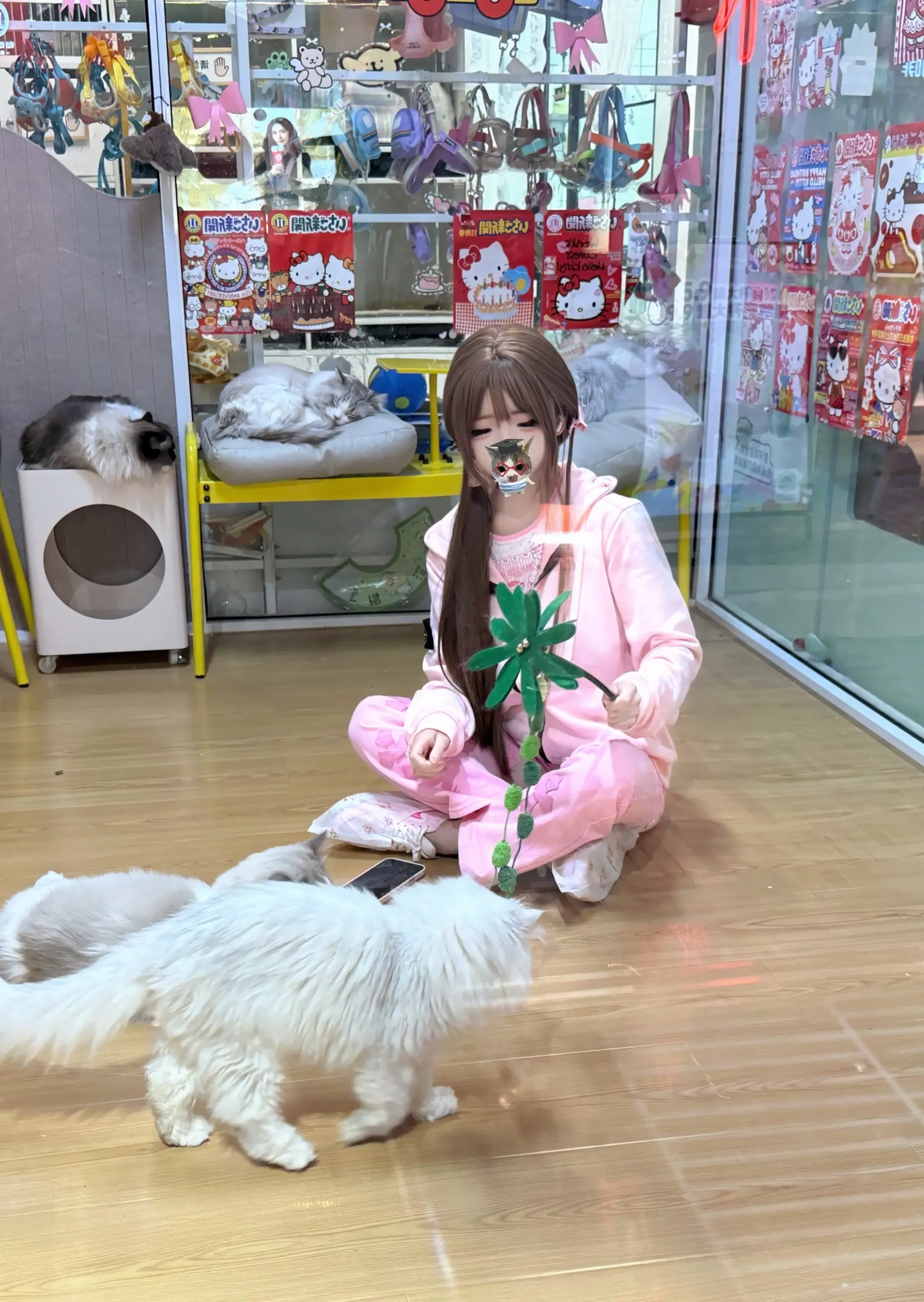 萌系 猫 凶狠猫 日常