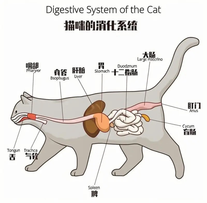 行善坚守多年，真的能等来因果福报吗？有一人在路边看到一只流浪奶猫觉得它好可怜、就