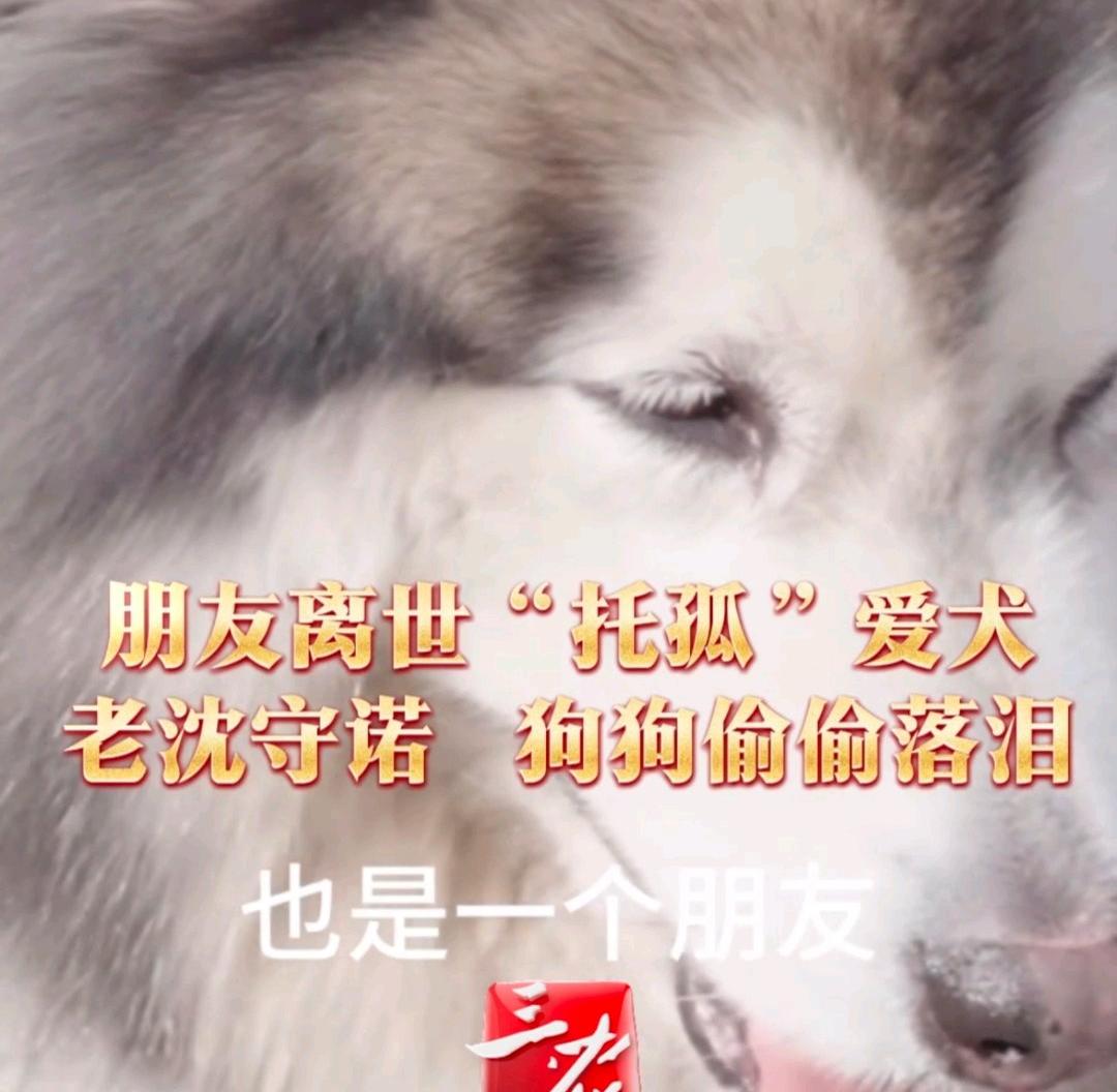 萨摩耶得知自己被托孤，角落偷偷落泪！看完瞬间破防你敢信吗？一只狗狗竟然听懂了