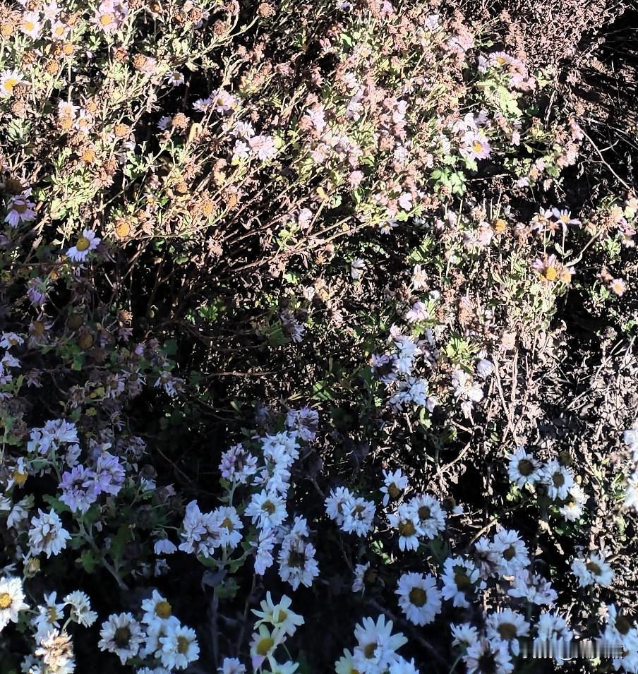 我发现了，一条吃两顿正好，特别是对懒得运动的人来说，晚上拿一顿就不吃了。我有个