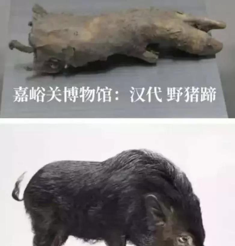 1983年7月，嘉峪关出土一只2000年前的野猪蹄，是汉代士兵舍不得丢弃，把它埋